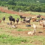 Wildebeest herd zoomed out