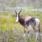 Photo by Jean van der Meulen from Pexels