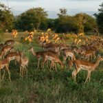 pexels-frans-van-heerden-2010503 (Large)